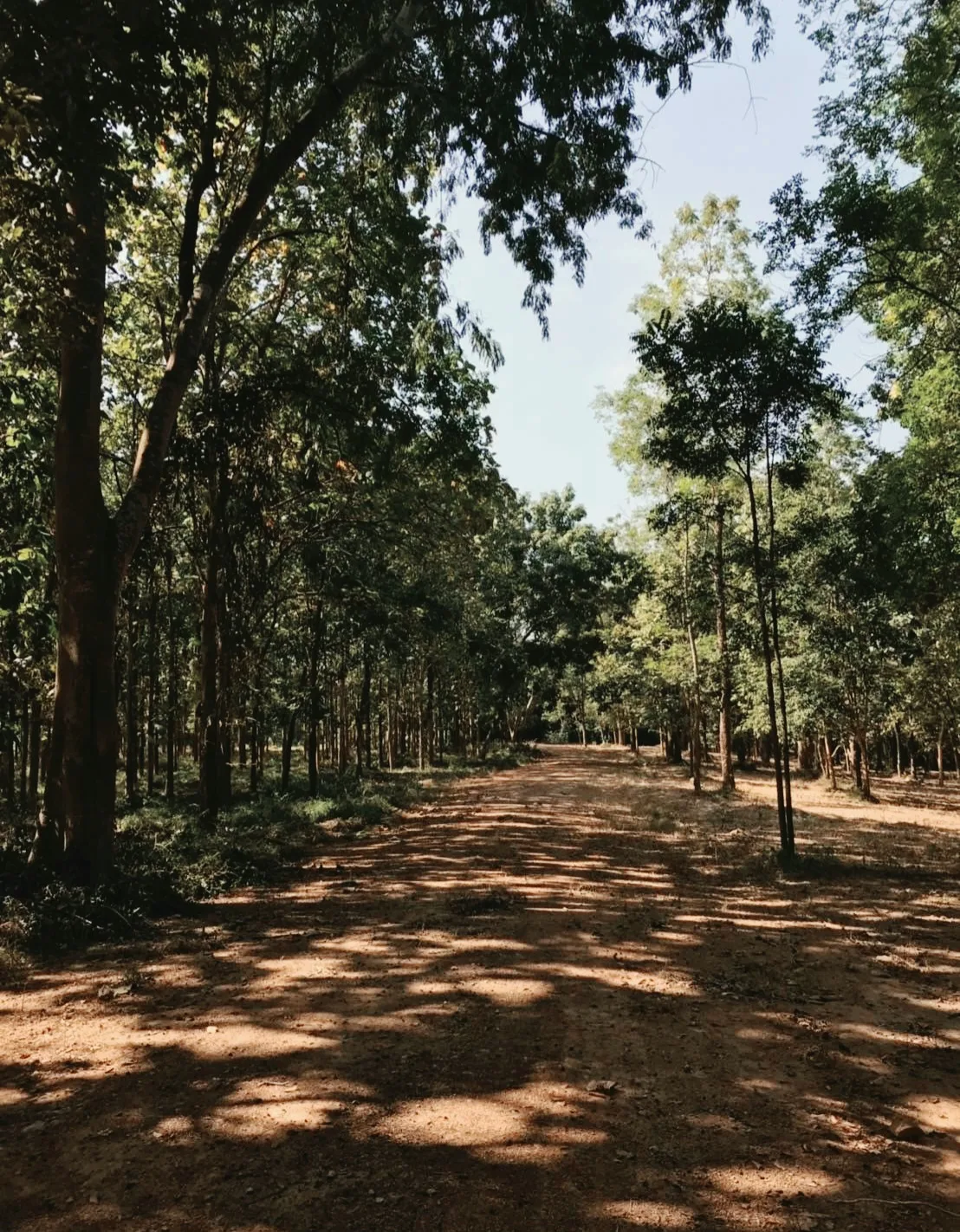 113-Rai Riverfront Land for Sale – Suan Phueng, Ratchaburi